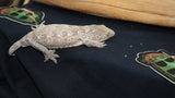 GTA x Poin Leachianus Gecko possible female LB444