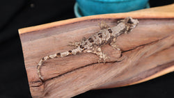 CH71 Pine Island Chahoua Poss Female