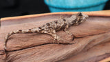 CH71 Pine Island Chahoua Poss Female
