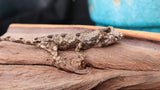 CH71 Pine Island Chahoua Poss Female