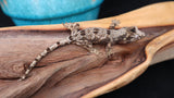 CH71 Pine Island Chahoua Poss Female