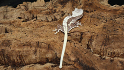 Axanthic Male Crested Gecko CGAX04
