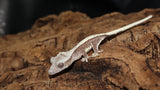 Axanthic Male Crested Gecko CGAX04