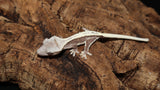 Axanthic Male Crested Gecko CGAX04
