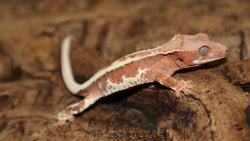 Red Frappuccino Crested Gecko (FRAP04)