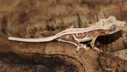 Lily White Het Axanthic Male Crested Gecko LWHAX02