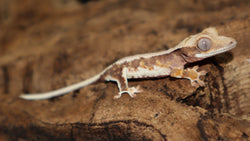 Lily White Het Axanthic Male Crested Gecko LWHAX01