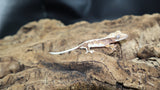 Lily White Het Axanthic Male Crested Gecko LWHAX01