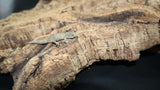 EAB22 Eurydactolyde Agricolae male