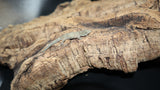EAB22 Eurydactolyde Agricolae male
