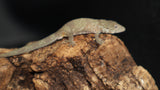 EAB22 Eurydactolyde Agricolae male