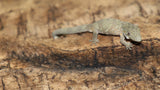 EAB22 Eurydactolyde Agricolae male