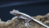 Lily White Axanthic Female Crested Gecko LWAX05