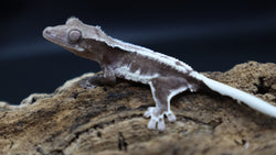 Lily White Axanthic Female Crested Gecko LWAX05