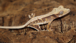 Lily White Het Axanthic Male Crested Gecko LWHAX03