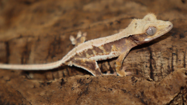 Lily White Het Axanthic Male Crested Gecko LWHAX03