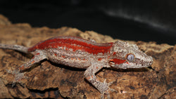 Super Red Stripe Gargoyle Female GG266 Regen Tail