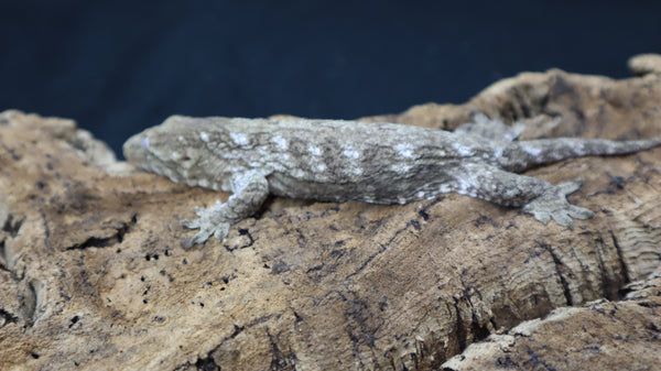 MTK x Yate x Poin Gecko Female LB450