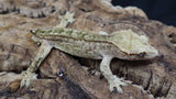 SoftScale Orange Phantom male Crestie CG251