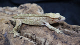 SoftScale Orange Phantom male Crestie CG251