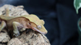 Red Patternless Conffettii Male Crestie CG256