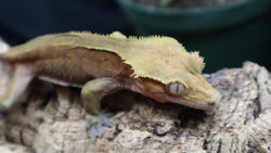 Red Patternless Conffettii Male Crestie CG256