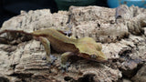 Red Patternless Conffettii Male Crestie CG256