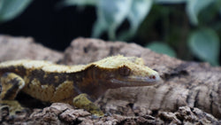 Tricolor extreme Male Crestie CG255