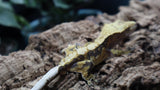 Tricolor extreme Male Crestie CG255