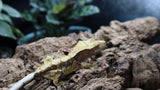 Tricolor extreme Male Crestie CG255