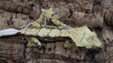 Tricolor extreme Male Crestie CG255