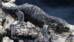 Pure MTK Melanistic Leachianus Gecko Male LB421