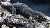 Pure MTK Melanistic Leachianus Gecko Male LB421