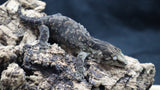 Pure MTK Melanistic Leachianus Gecko Male LB421