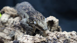 Pure MTK Melanistic Leachianus Gecko Male LB421
