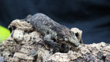 Pure MTK Melanistic Leachianus Gecko Male LB421