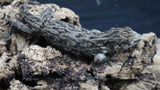 Pure MTK Melanistic Leachianus Gecko possible Female LB422