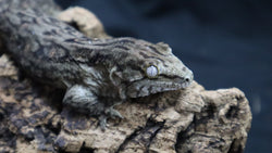 Pure MTK Melanistic Leachianus Gecko possible Female LB422