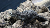 Pure MTK Melanistic Leachianus Gecko possible Female LB422