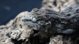 Pure MTK Melanistic Leachianus Gecko possible Female LB422