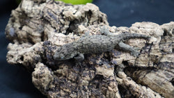 Pure MTK Melanistic Leachianus Gecko Male LB423