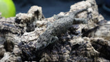Pure MTK Melanistic Leachianus Gecko Male LB423