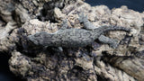 Pure MTK Melanistic Leachianus Gecko Male LB423