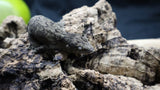 Pure MTK Melanistic Leachianus Gecko Male LB423