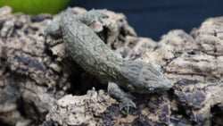 Pure MTK Melanistic Leachianus Gecko Male LB424