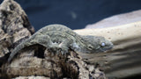 Pure MTK Melanistic Leachianus Gecko Male LB424