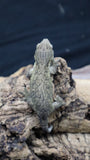Pure MTK Melanistic Leachianus Gecko Male LB424