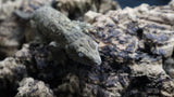 Pure MTK Melanistic Leachianus Gecko Male LB424