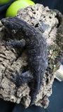 Pure MTK Melanistic Leachianus Gecko Male LB424