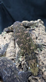 Pure MTK Melanistic Leachianus Gecko possible Female LB422